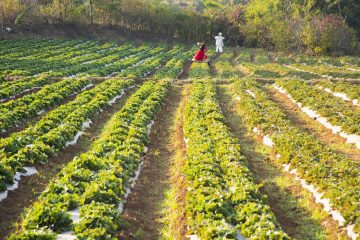 Strawberry Farms